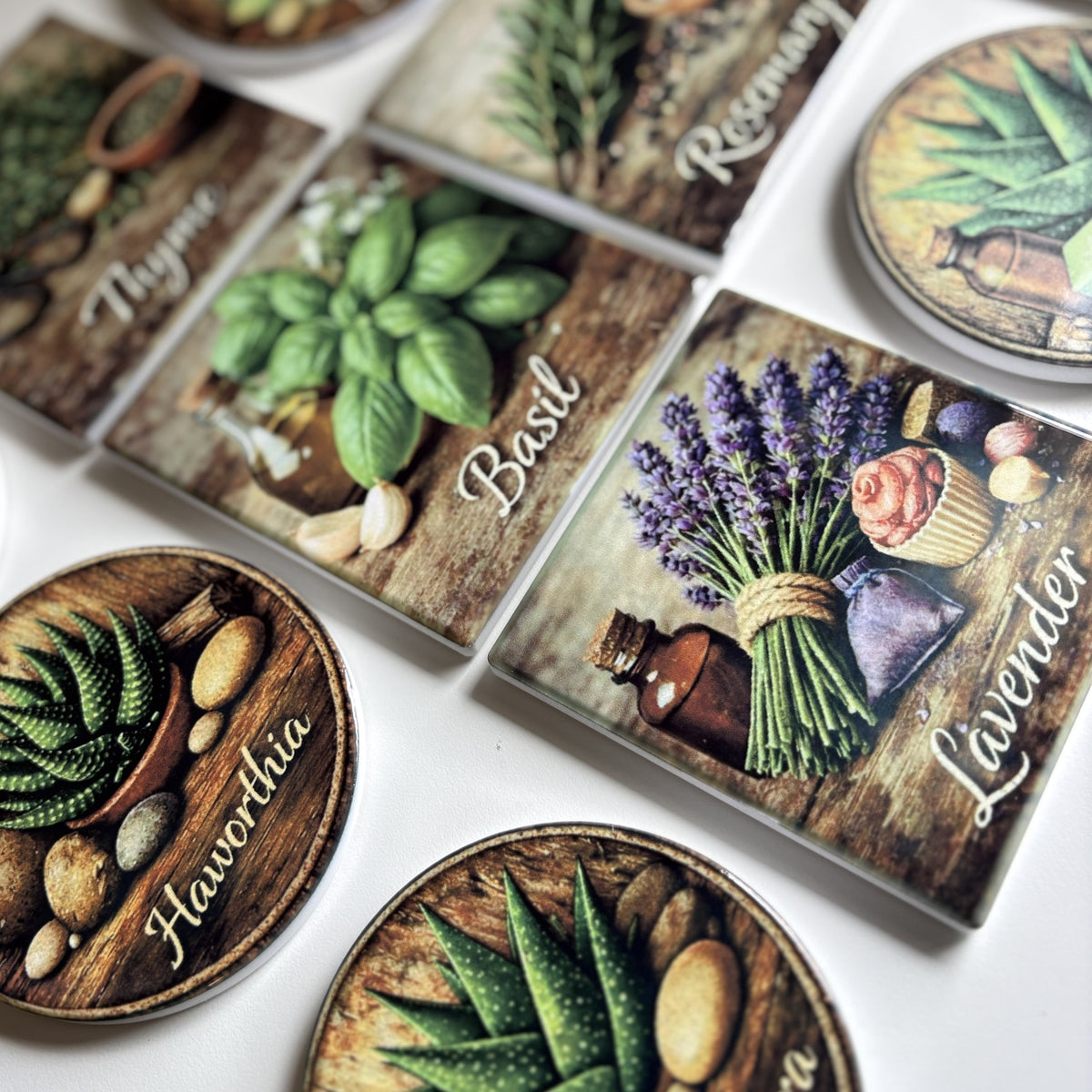 Four round succulent-themed coasters arranged on a white surface, each showing a different succulent illustration with the plant name written in script: Haworthia, Echeveria, Aloe Vera, and Sedum.