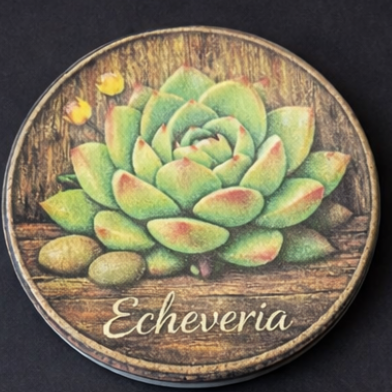 A round coaster featuring a painted green Echeveria succulent on a rustic wood-grain background, with the word 'Echeveria' written in white script at the bottom, shown on a black background.